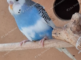 Baby budgies