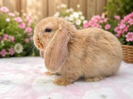 6 beautiful bunnies for sale
