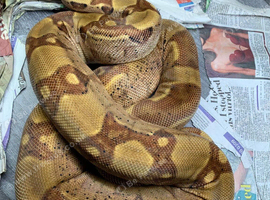Quick Sale on Hypo Jungle Common Boa at Birmingham Reptiles