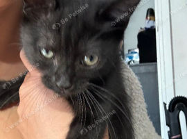 9 week old female kitten got forever home