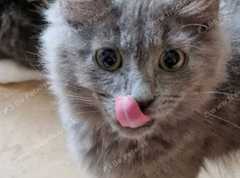 Beautiful siberian mix grey kittens