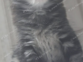 Rag Doll Kittens