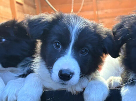 Border Collies