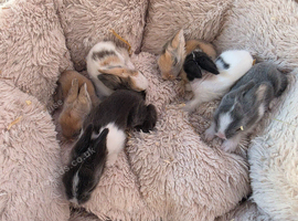 Double maned lionhead