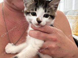 4 gorgeous kittens for sale.