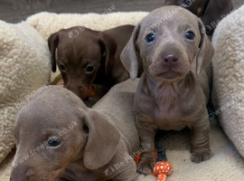 Miniature dachshunds