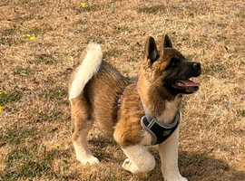 KC American Akita male