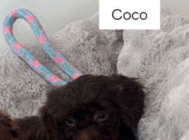 4 LEFT!! Stunning litter of 5 F1 cockapoo puppies