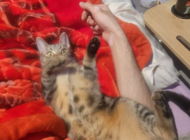 Tabby cat