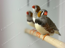 Zebra finches
