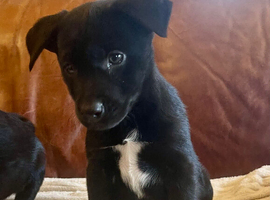 Beautiful Collie x Labrador