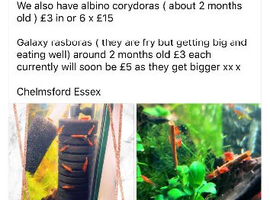 CPDs, albino corydora and shrimp for sale