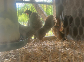 Quad Serama
