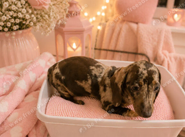 Miniature dachshund puppies