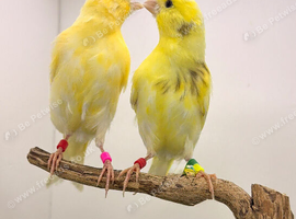 Canaries available