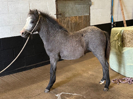 Welsh a colt and filly