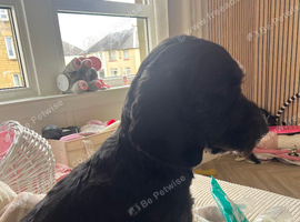 Year old female Cavapoo looking for new home