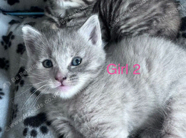 2 beautiful female kittens