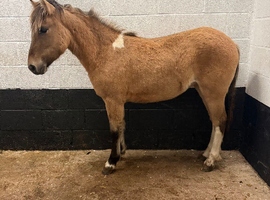 India yearling filly
