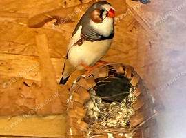 1 young pied male