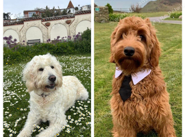 Beautiful Health Tested Goldendoodles ready now