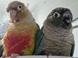Rio and Kiwi