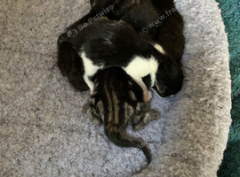 Meet my 5 tiny new arrivals  born this morning, 2/8!