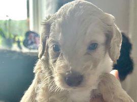 Beautiful F1b cockapoo pups for sale
