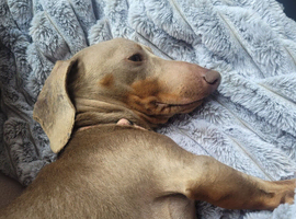 Bennie