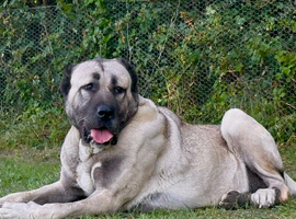 3 year old female Kangal