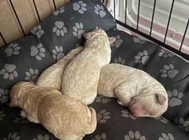 Stunning Poochon F2 puppies for sale
