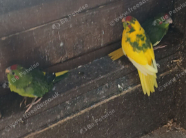 Kakariki babies, this years.