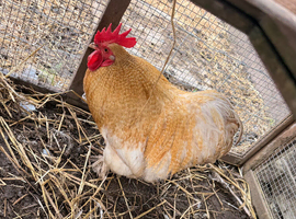 Male bantam