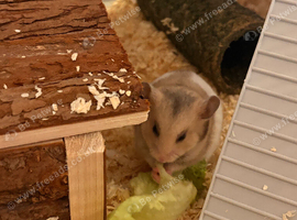 Hamster for sale
