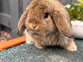 Mini lop female