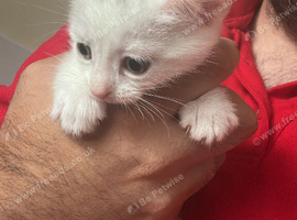 Kittens 3boys