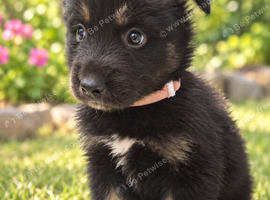 German shepherd x Siberian husky puppies