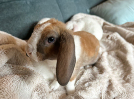 Cute and happy Mini Plush Lop Babies