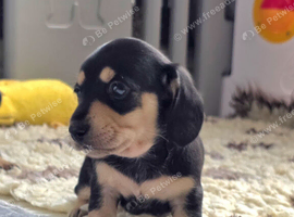 Quality Miniature Dachshunds