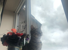 Female tabby kitten
