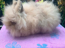 Lionhead Bunnies