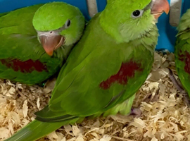 Hand Reared Tame ..Talking Baby Alexandrian Parrots