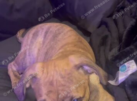 Staffy x Hungarian Vizla
