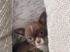 Chihuahua puppies