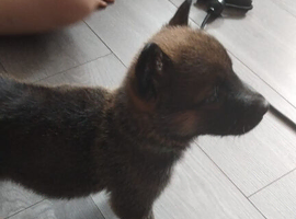 Belguim malinois