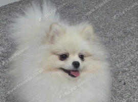 KC Registered Toy Pomeranian &ndash; 2-Year-Old Female Looking for a Loving Home