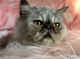Flat faced exotic Persian cat