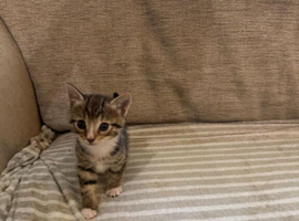 4 kittens