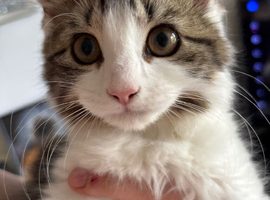 Maincoon cross kitten girl