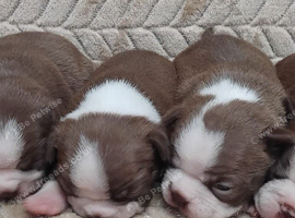 Gorgeous KC reg Boston terrier pups